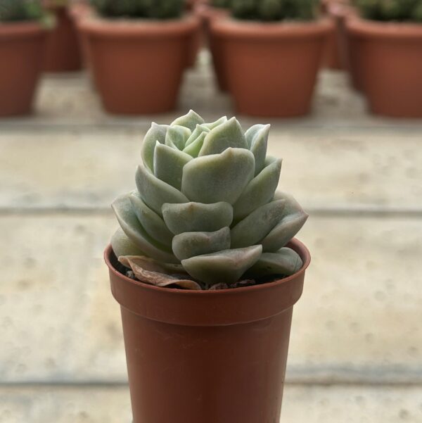 echeveria lovely rose