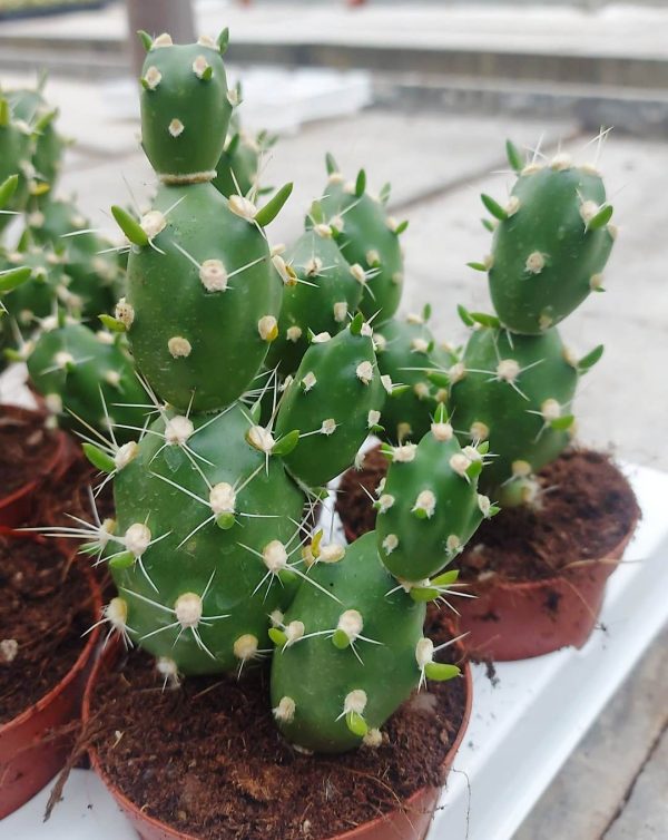 AGSANREMO AS09 TEPHROCACTUS DACTILIFERUS