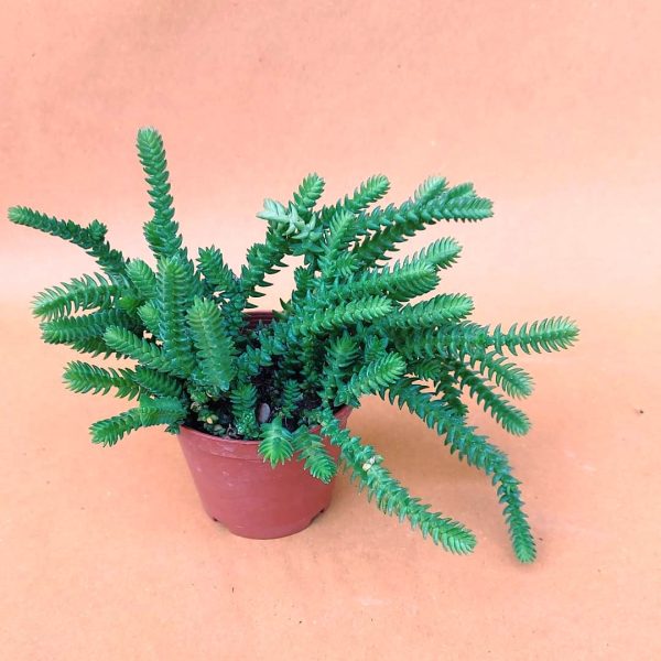 agsanremo as09a crassula muscosa