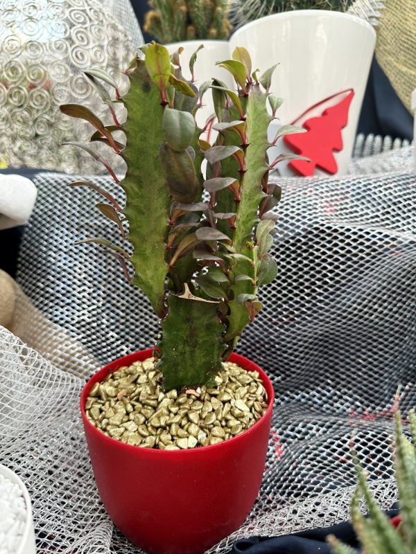 agsanremoi coppa plastica 2