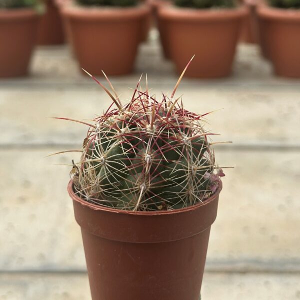 telocactus bicolr