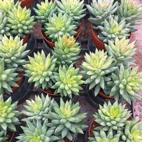 ag sanremo as09a sedum morganianum magnum