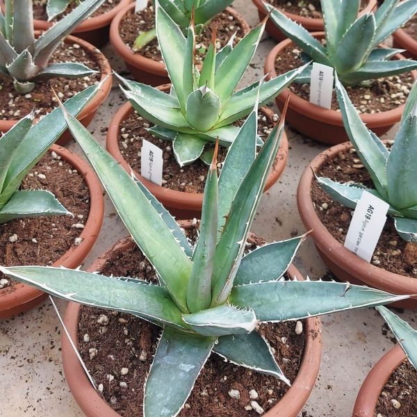 agsanremo ag19 agave gariciae mendozae