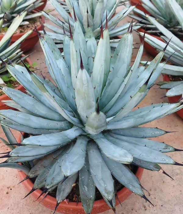 agsanremo ag23 agave macroacantha 4