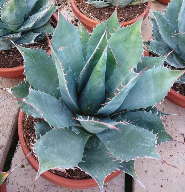 agsanremo ag23 agave parrasana 5