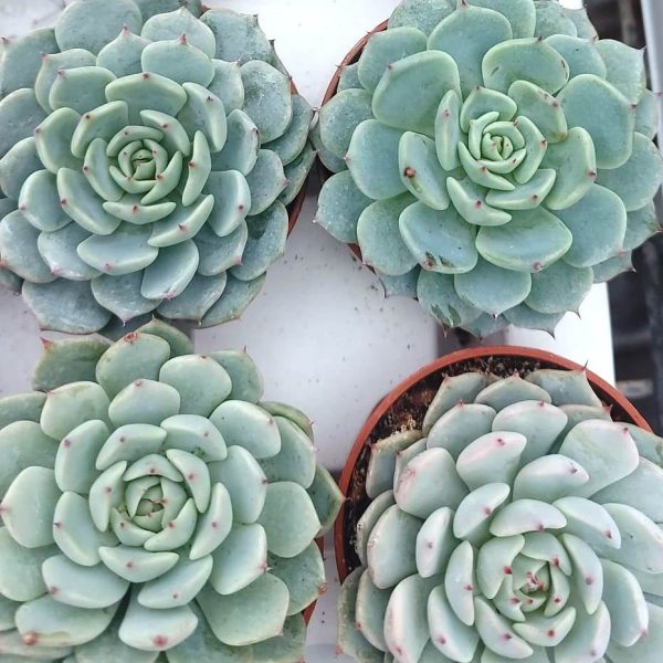 agsanremo as06a echeveria globulosa