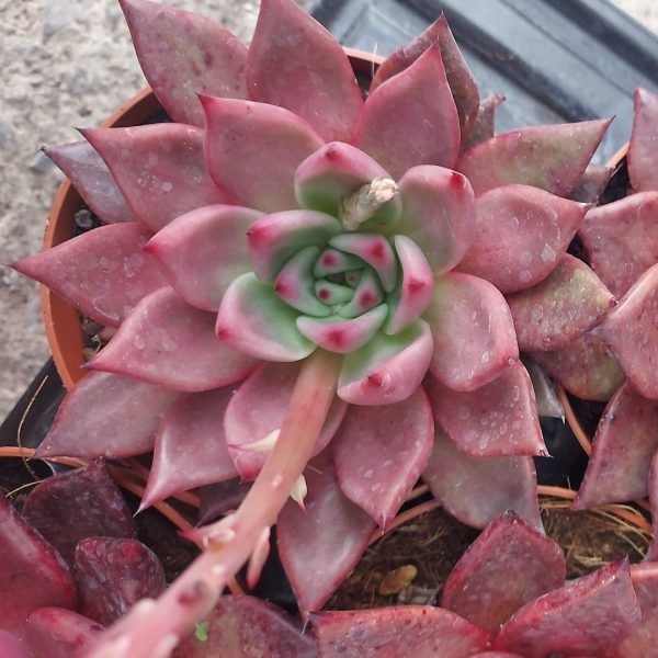 agsanremo as12a echeveria agavoides romeo