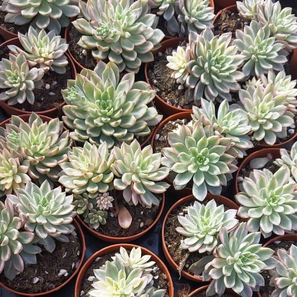 agsanremo as16a d 9 echeveria green emedald