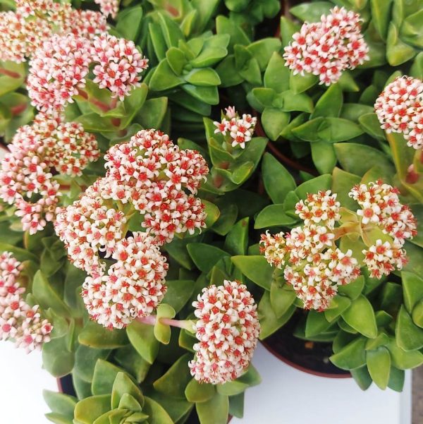 Crassula springtime