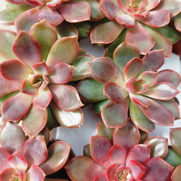 Agsanremo as06a echeveria purple pearl