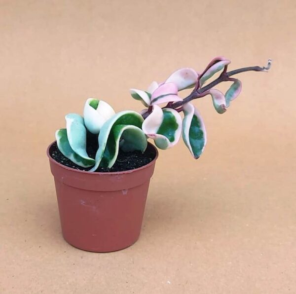 agsanremo co03 hoya carnosa mostruosa variegata 1
