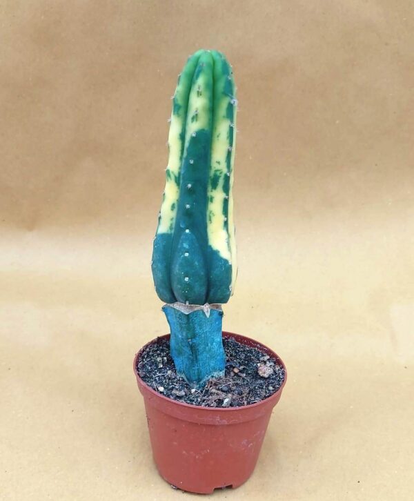 agsanremo co40 tricocereus pacanoi variegato innestato7