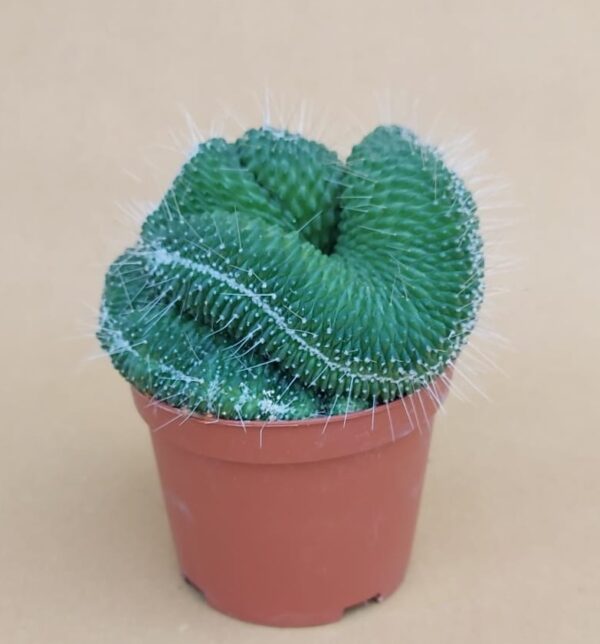 Mammillaria spinosissima un pico crestata
