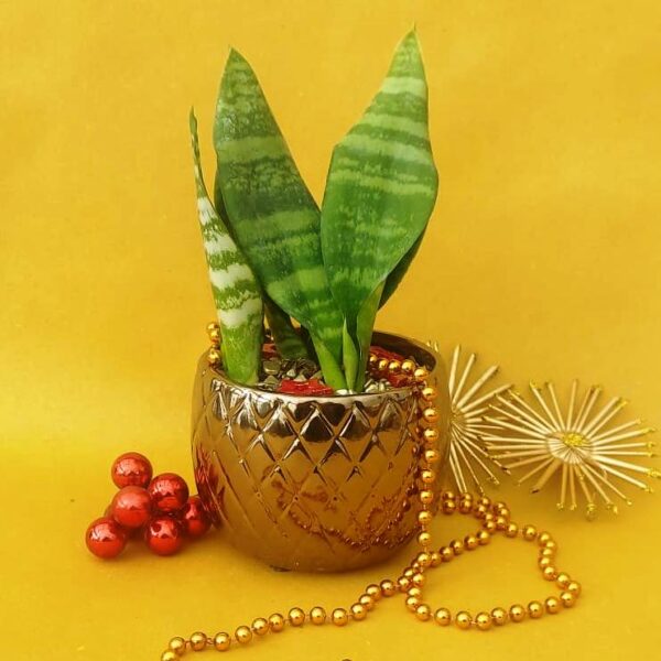 Vaso trapuntato oro con sansevieria