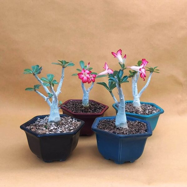Adenium obesum