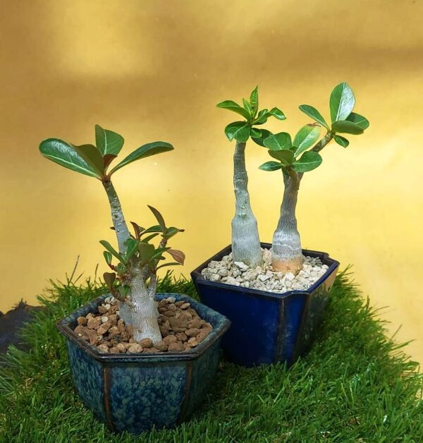 agsanremo co08 adenium obesum 2