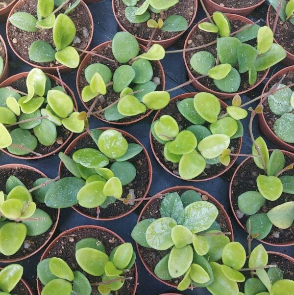 Hoya hybrida mathilde splash