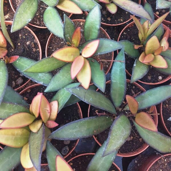 Hoya hybrida rosita