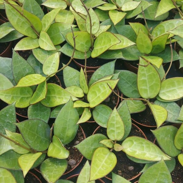 Hoya parastica balck margin