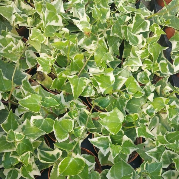 Senecio macroglossus variegato