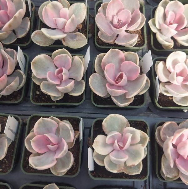 Echeveria rainbow