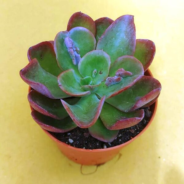 Echeveria baron bold