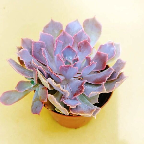 Echeveria pink frills