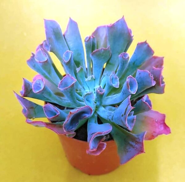 Echeveria pink trumpet