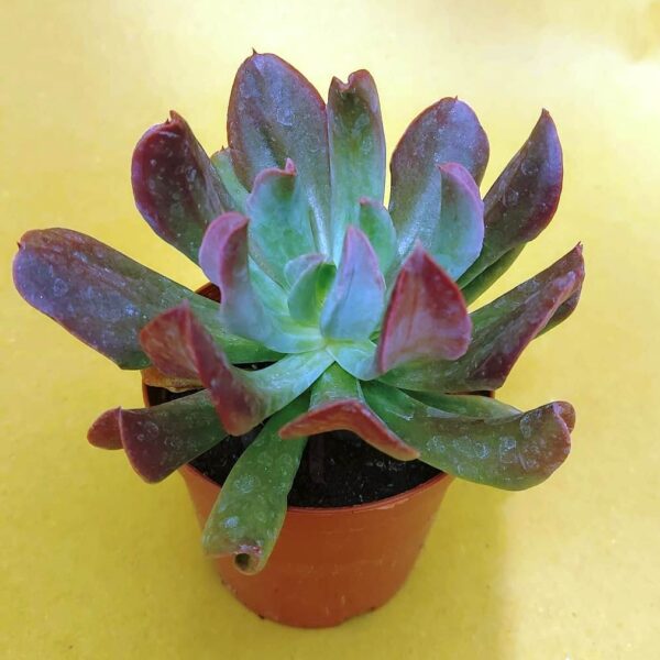 Echeveria runyonii topsy turvy dark