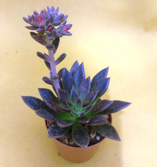 Echeveria serrana