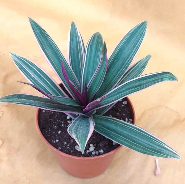 Tradescantia spathacea