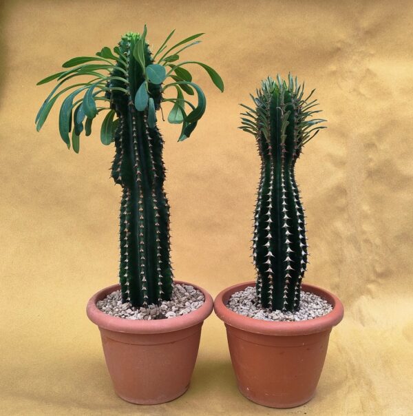 Euphorbia abyssinica