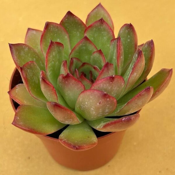 Echeveria agavoides red edge