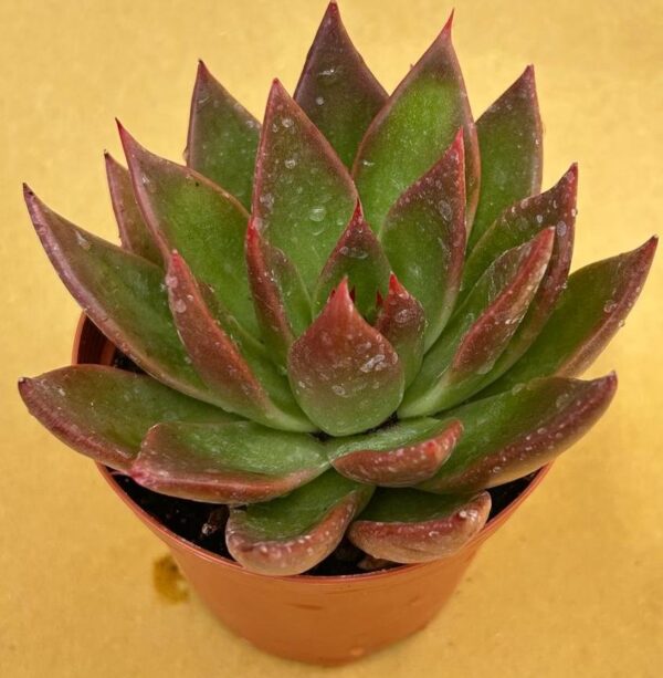 Echeveria agavoides red shade