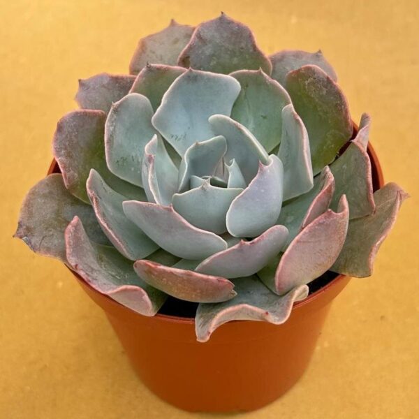 Echeveria blue curls
