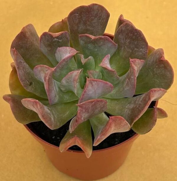 Echeveria dark vader