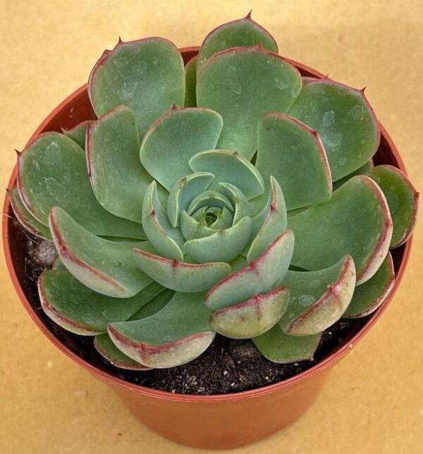 Echeveria love fire