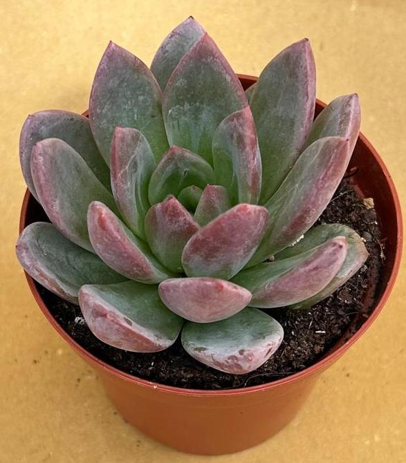 Echeveria pink champagne