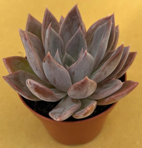 Echeveria silver queen