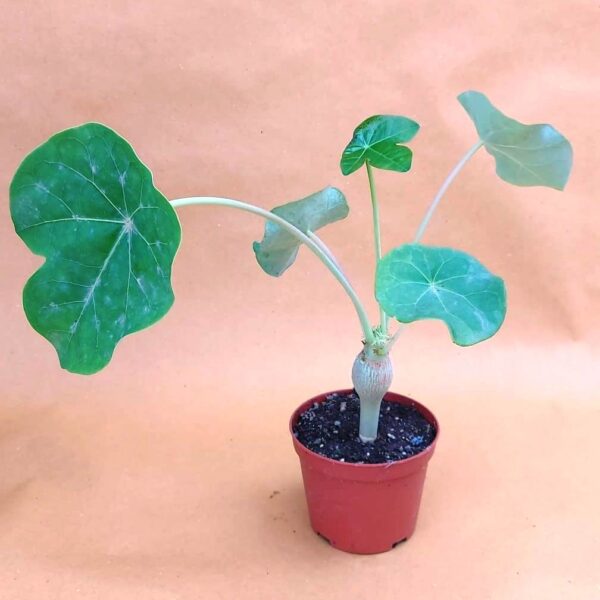 Jatropha podagrica