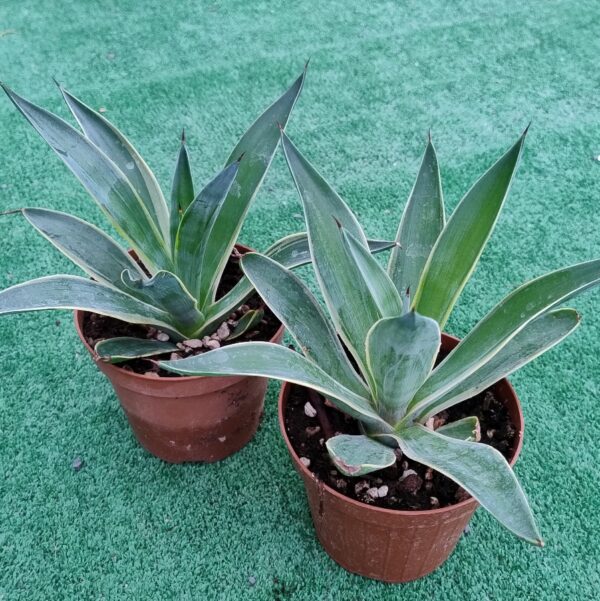 Agave angustifolia