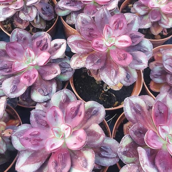 Echeveria nodulosa maruba benitsukasa