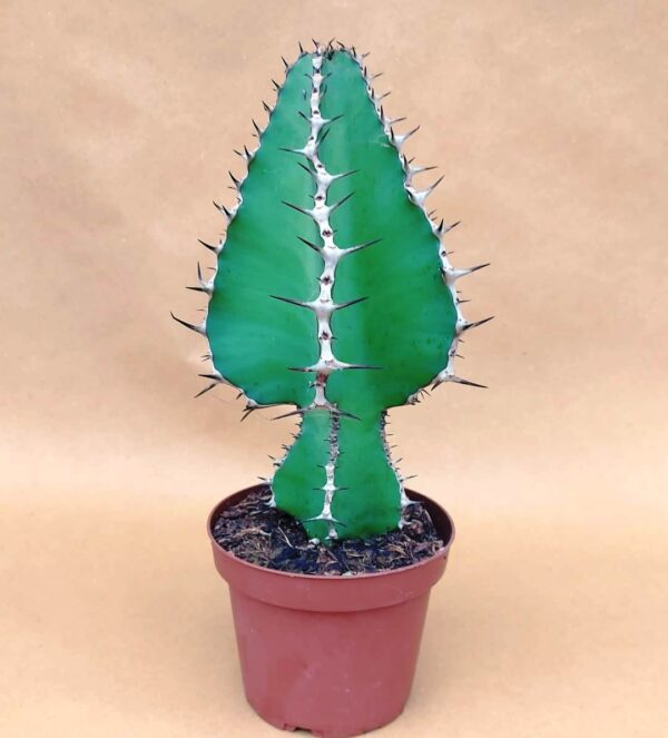 Euphorbia cooperi