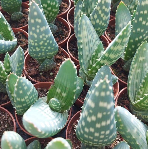 Aloe gariepensis