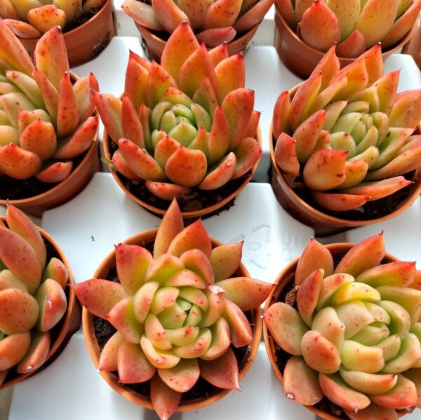 Echeveria frank reinelt