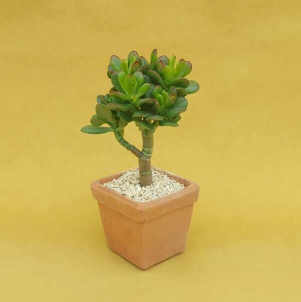 Crassula bonsai