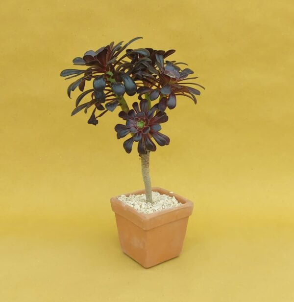 Aeonium bonsai