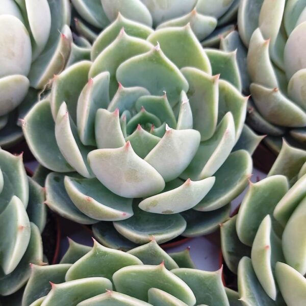 Echeveria artichoke