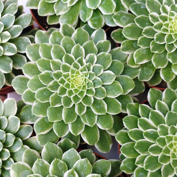 Aeonium Emerald ice