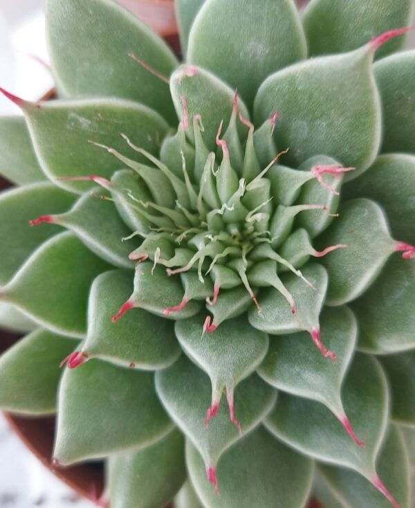 Graptopetalum filiferum